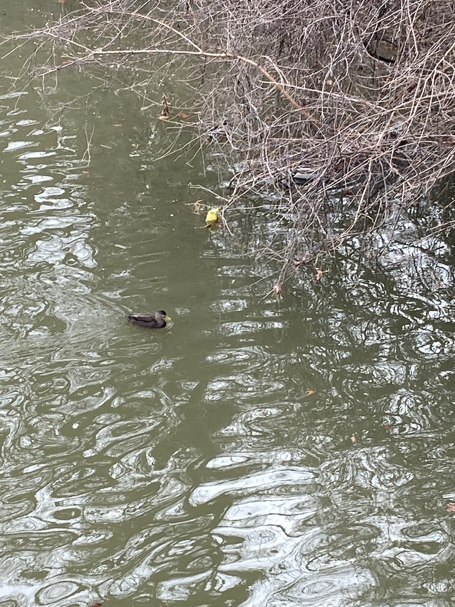 Ahate iluna - ML646491436