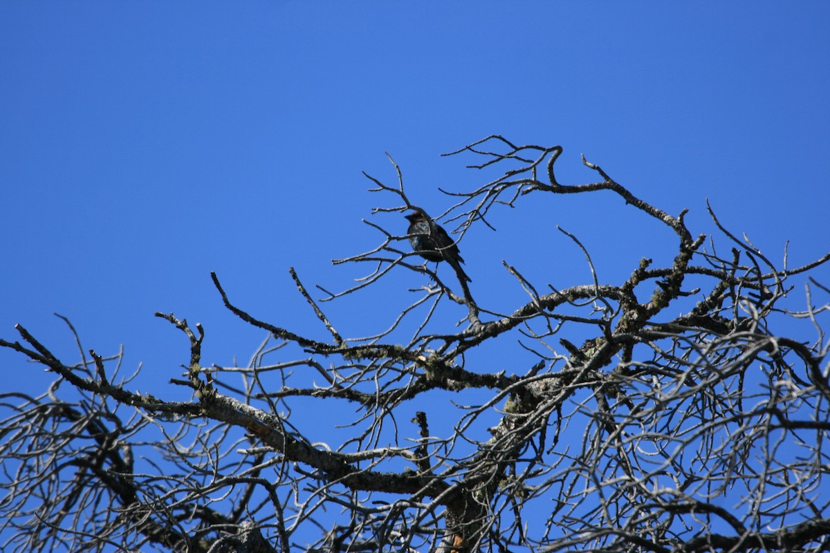 Braunkopf-Kuhstärling - ML646491437