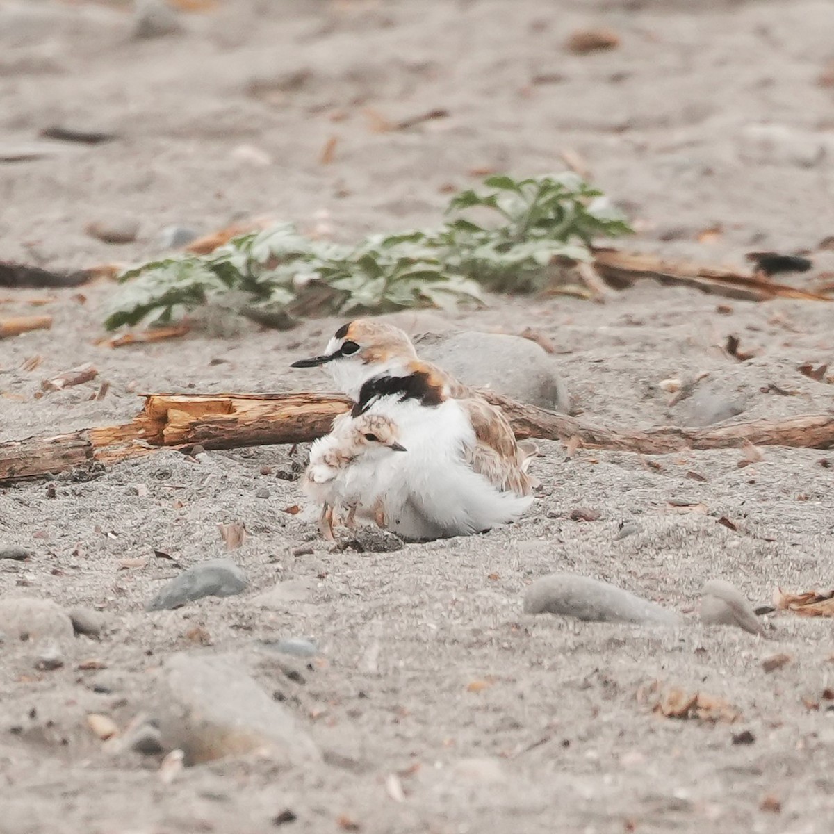 Yakalı Cılıbıt - ML646491438