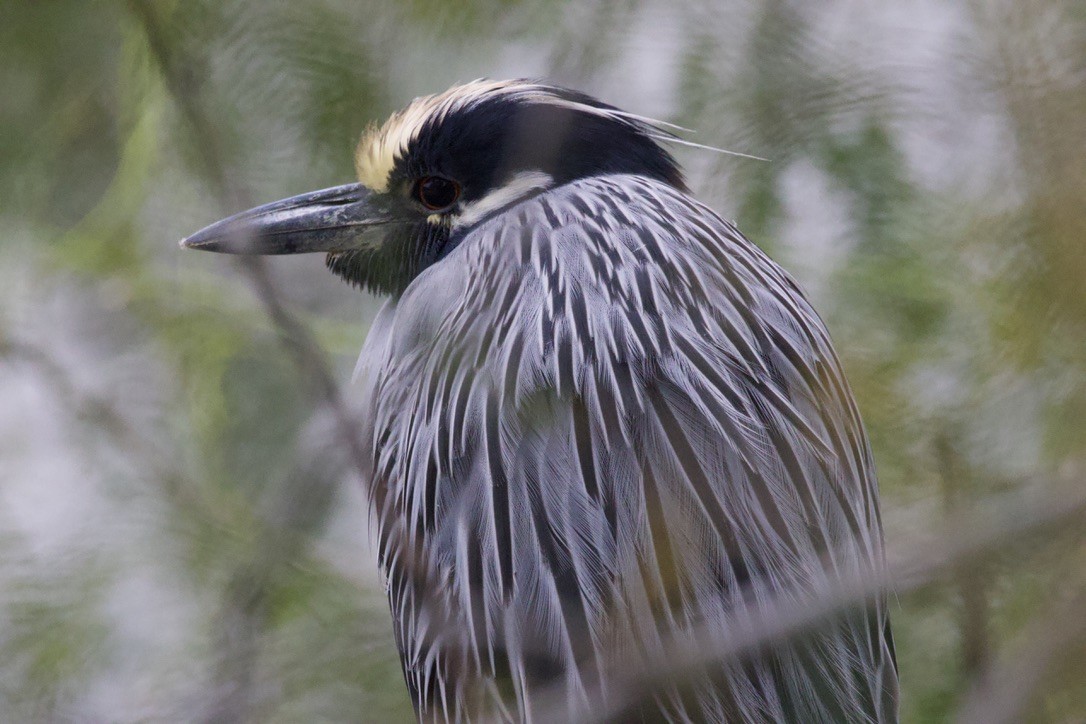 シラガゴイ - ML646491439