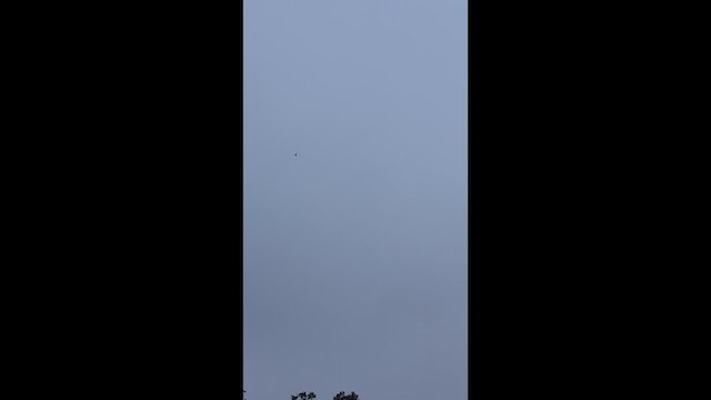 Vaux's Swift - ML646491444