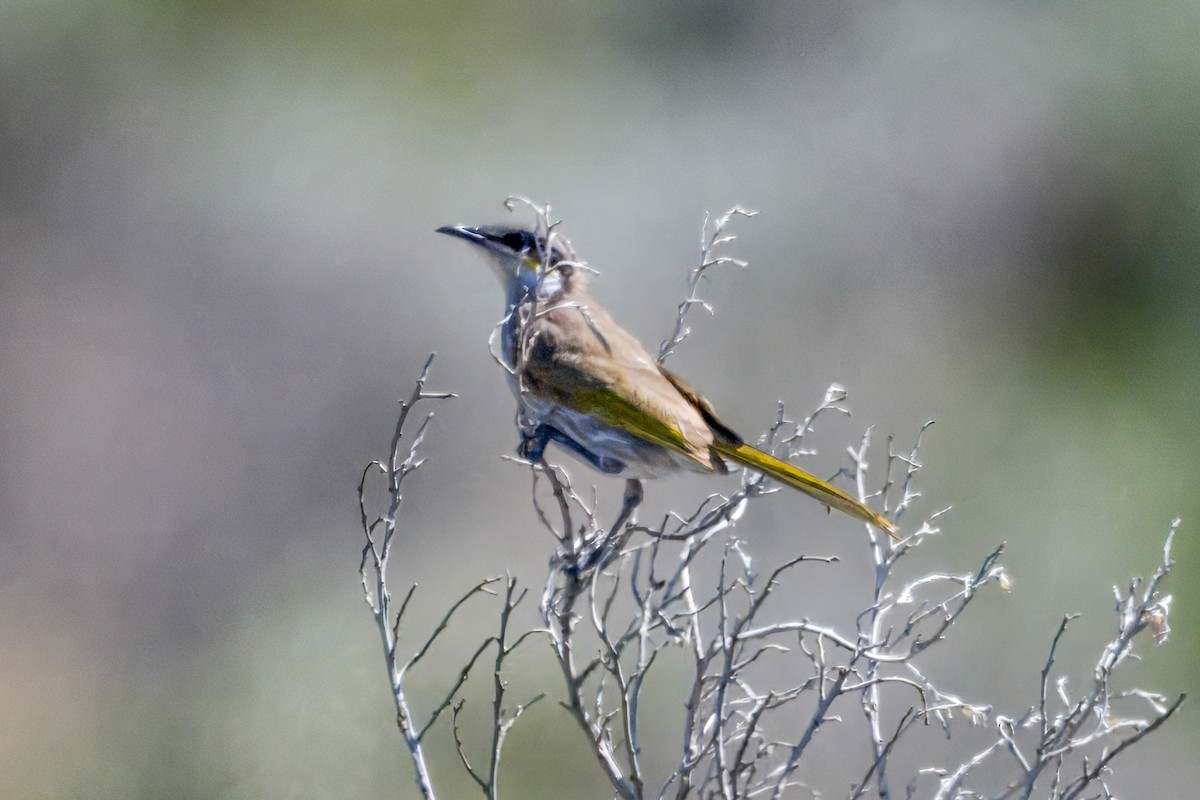 Singing Honeyeater - ML646491447