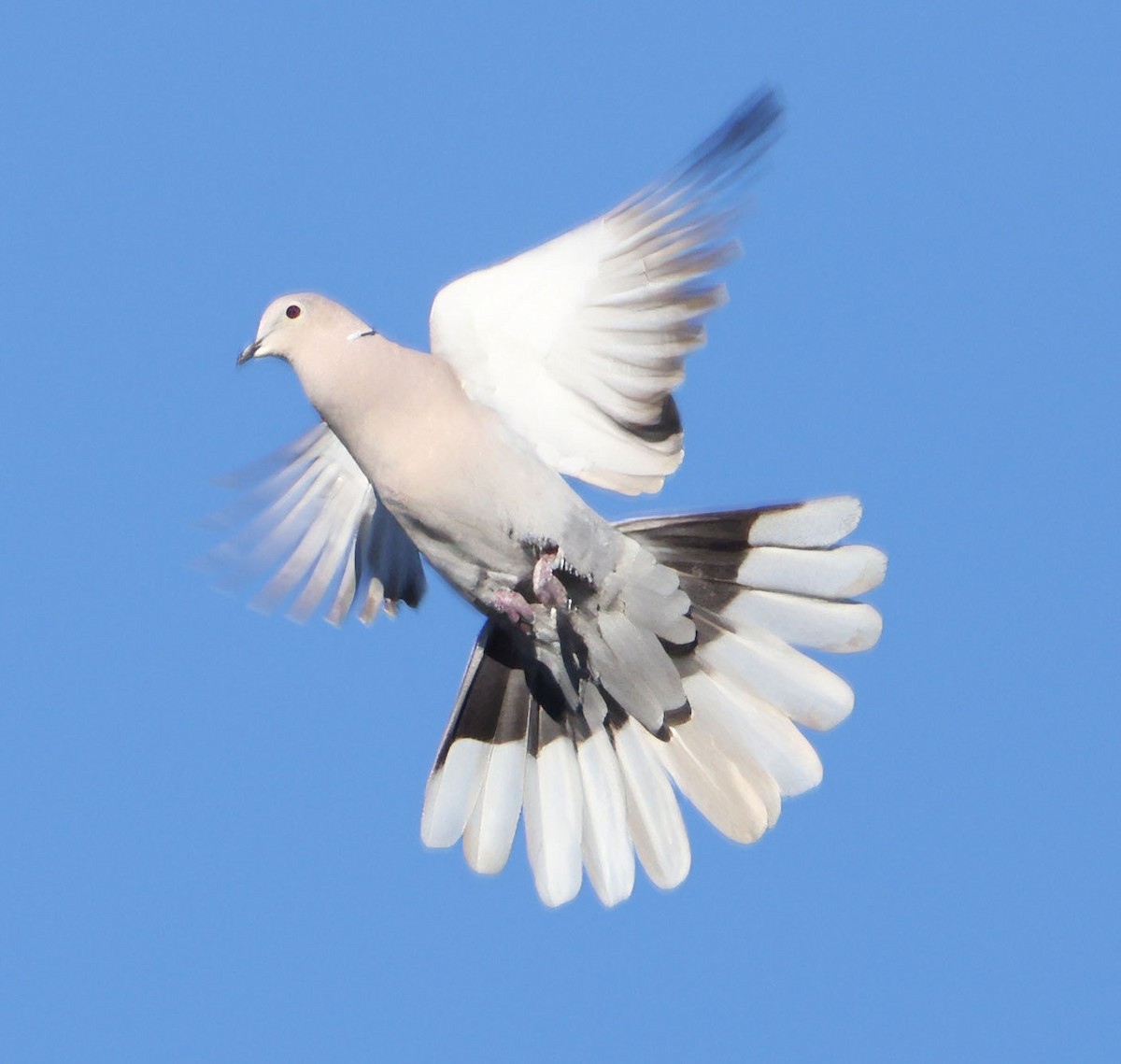 Eurasian Collared-Dove - ML646491448