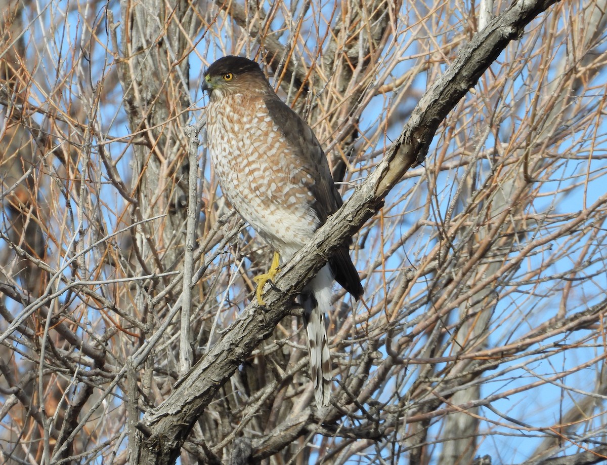 Cooper's Hawk - ML646491451