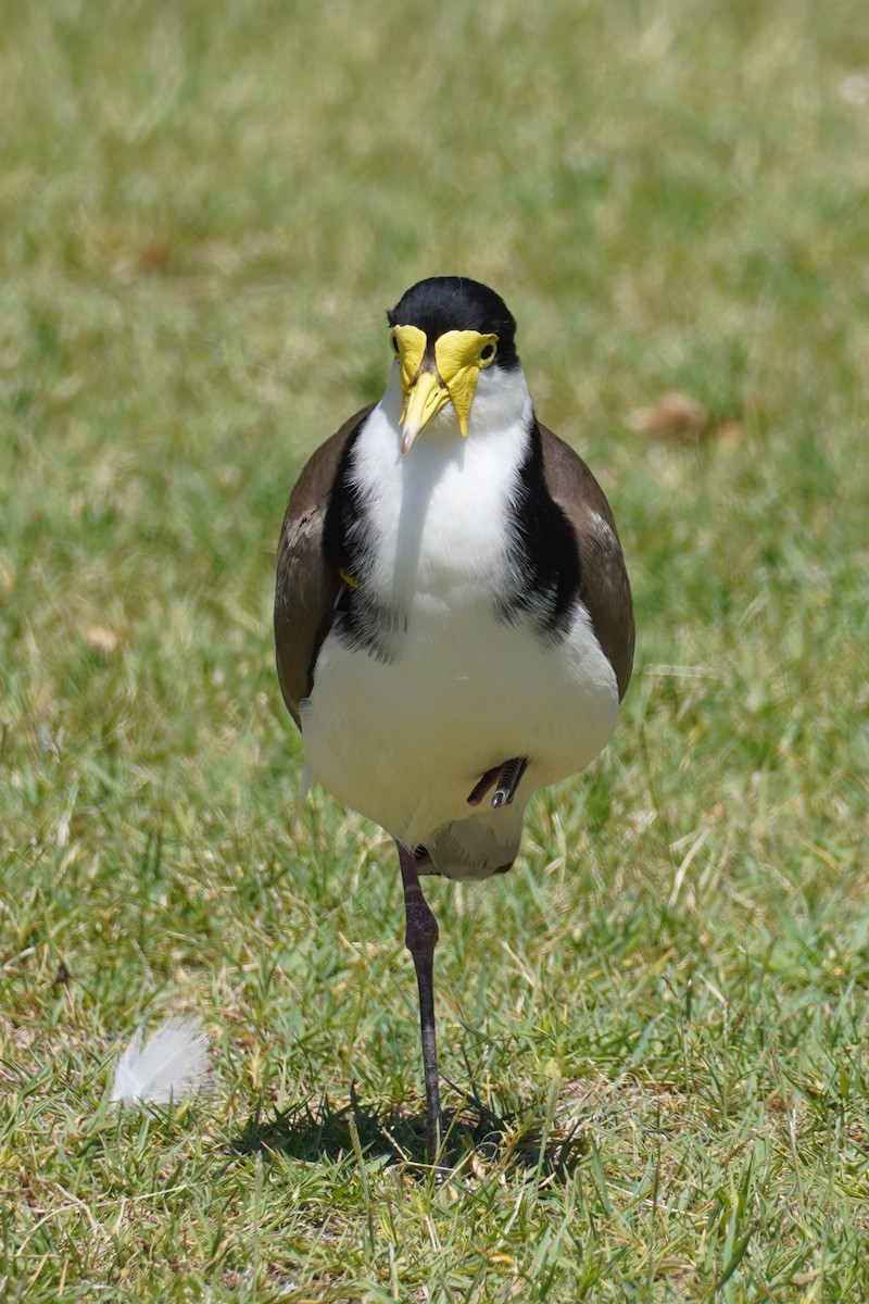 Avefría Militar - ML646491454