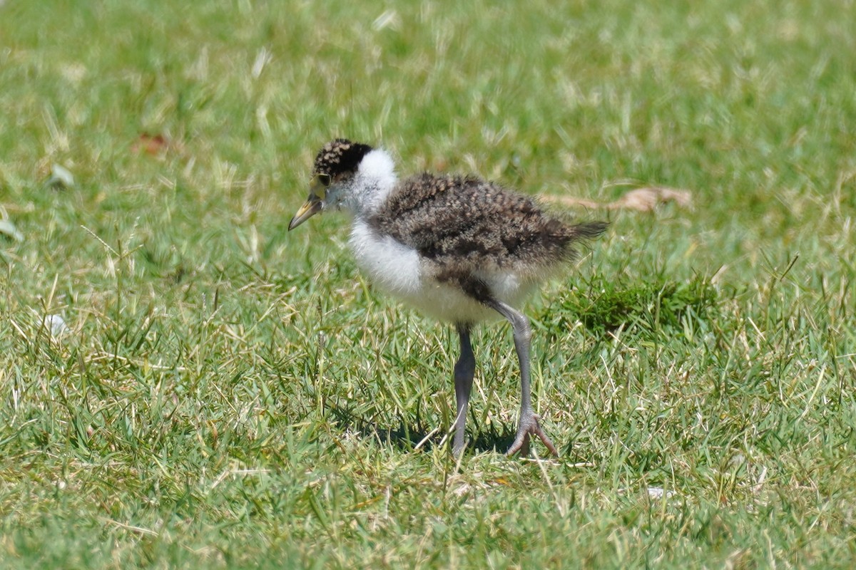 Avefría Militar - ML646491455