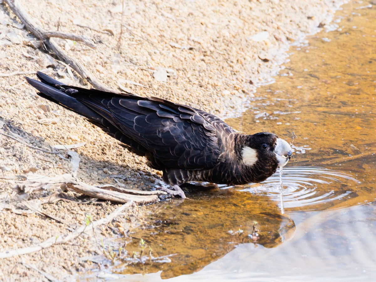 キミミクロオウム - ML646491458