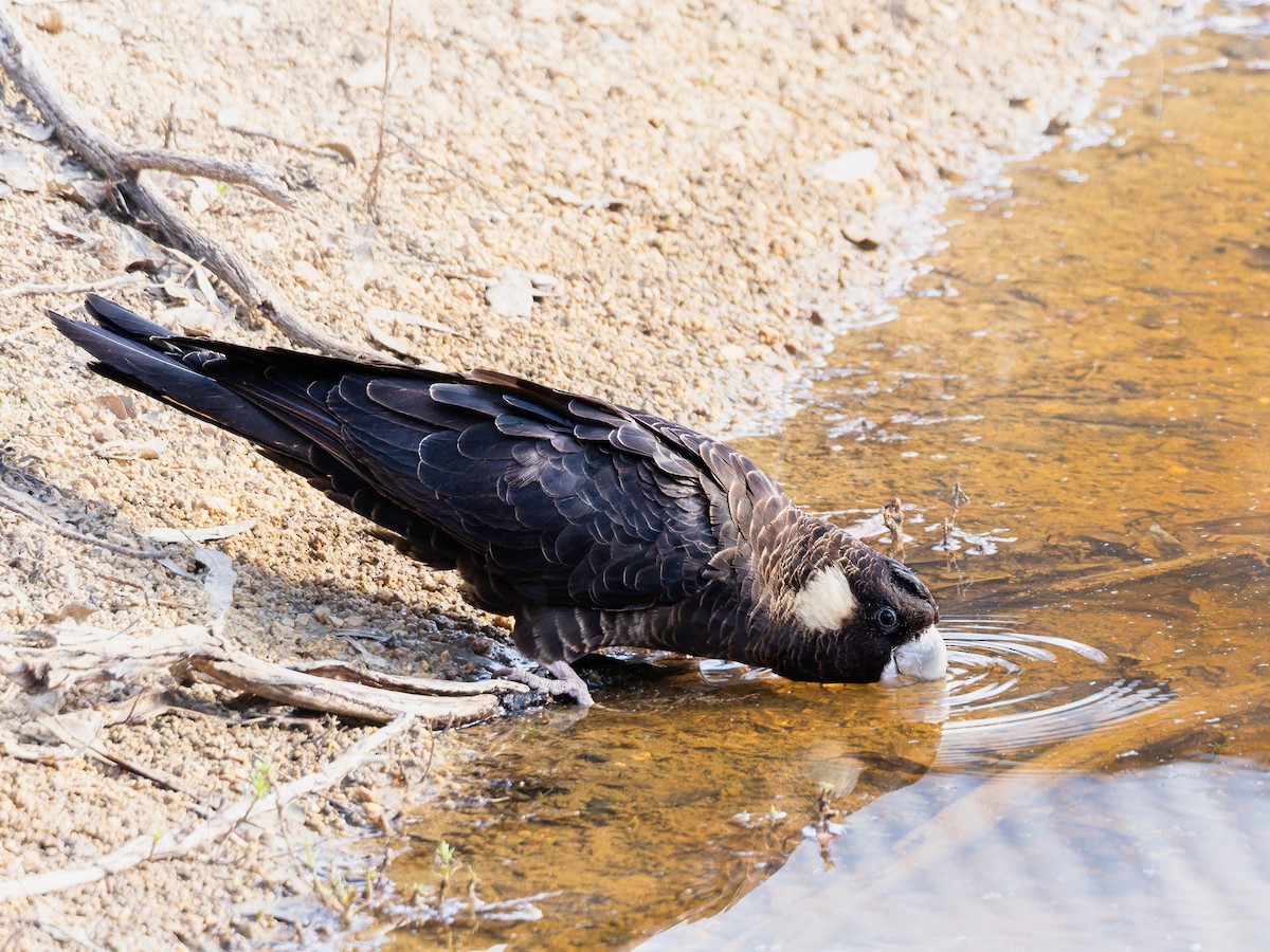 キミミクロオウム - ML646491459