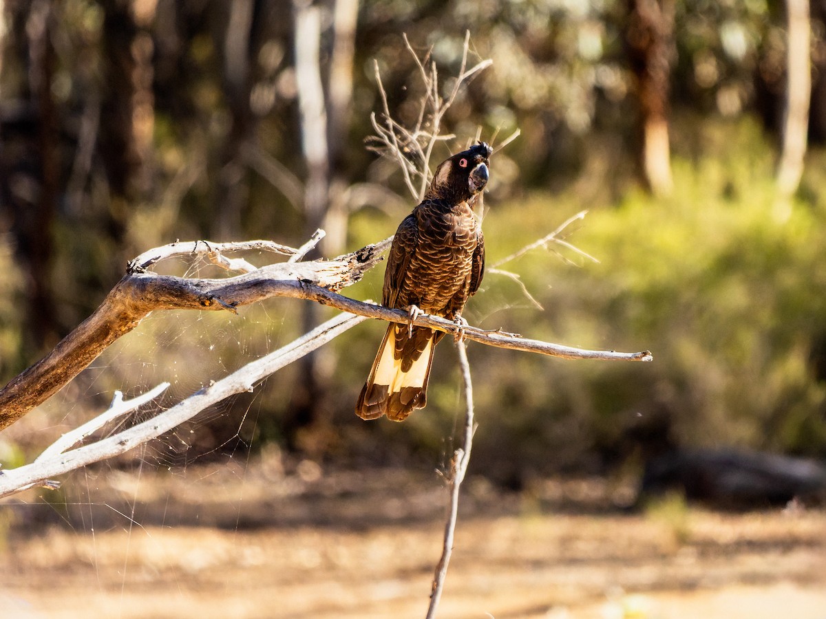 キミミクロオウム - ML646491460