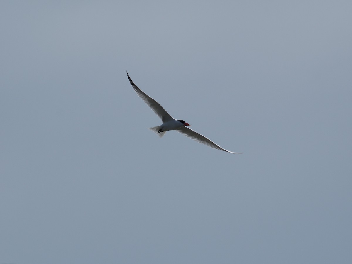 Caspian Tern - ML646491467