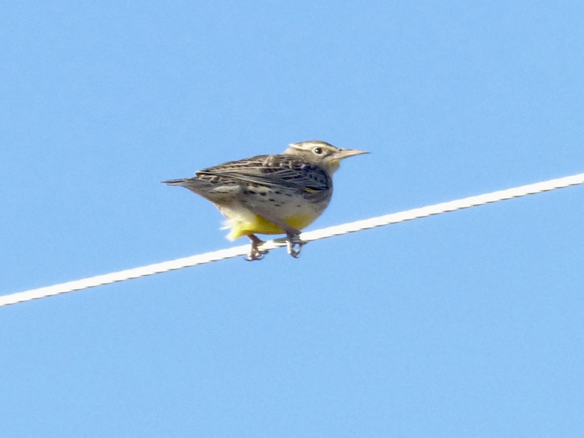 Western Meadowlark - ML646491468