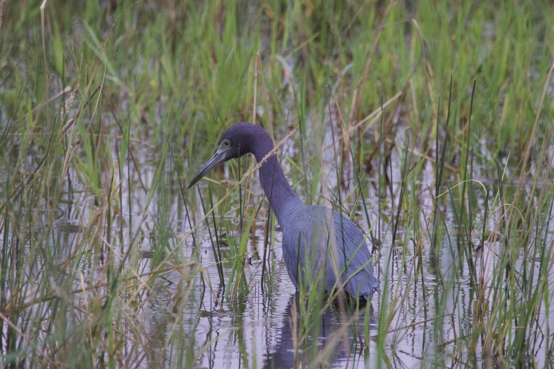 ヒメアカクロサギ - ML646491469