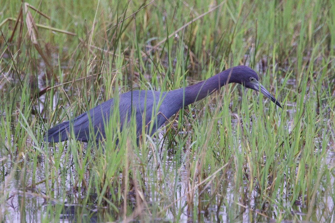 ヒメアカクロサギ - ML646491470