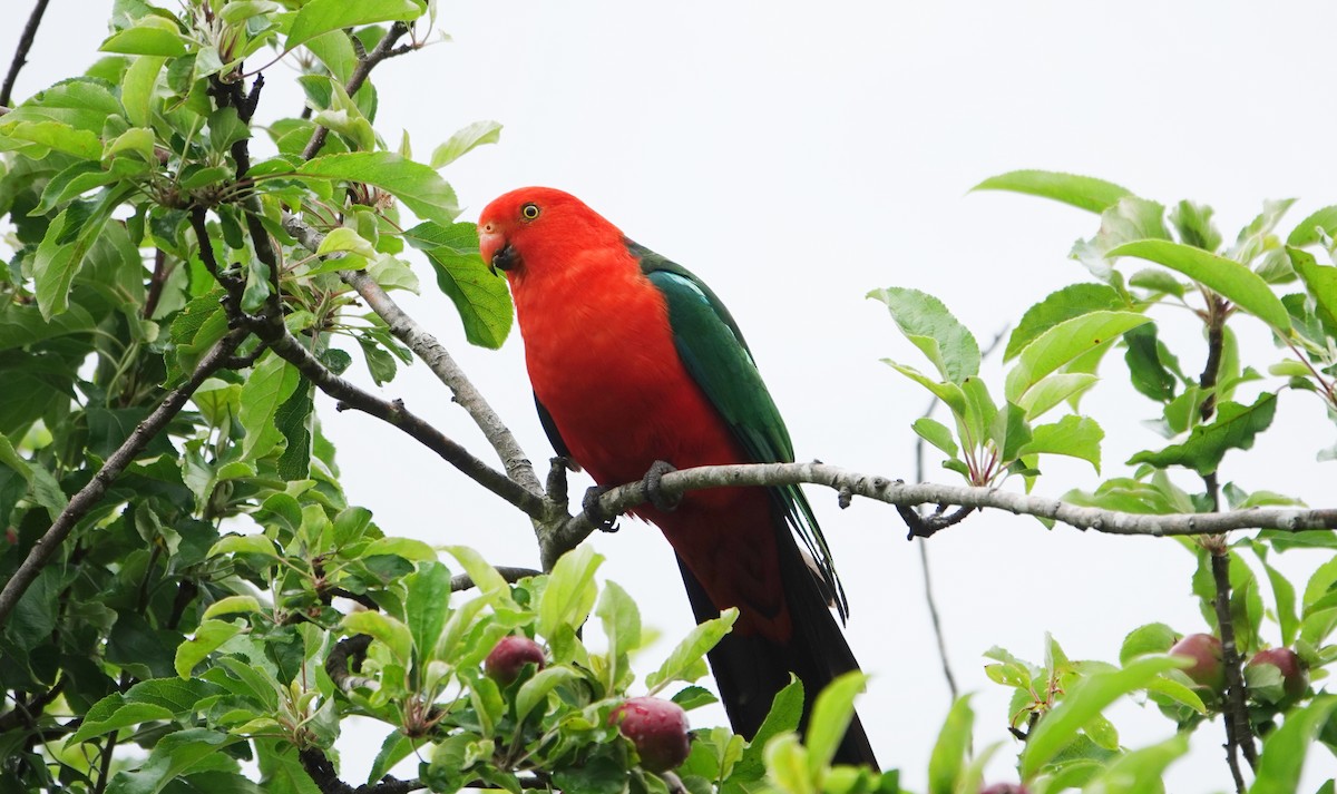Australian King-Parrot - ML646491472