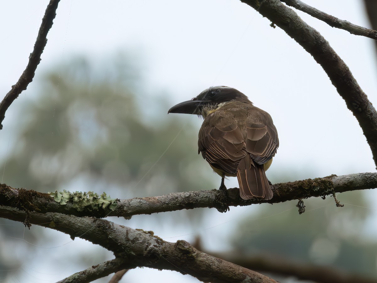 Пітанга-великодзьоб - ML646491473