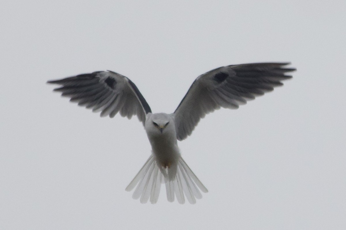 オジロトビ - ML646491476