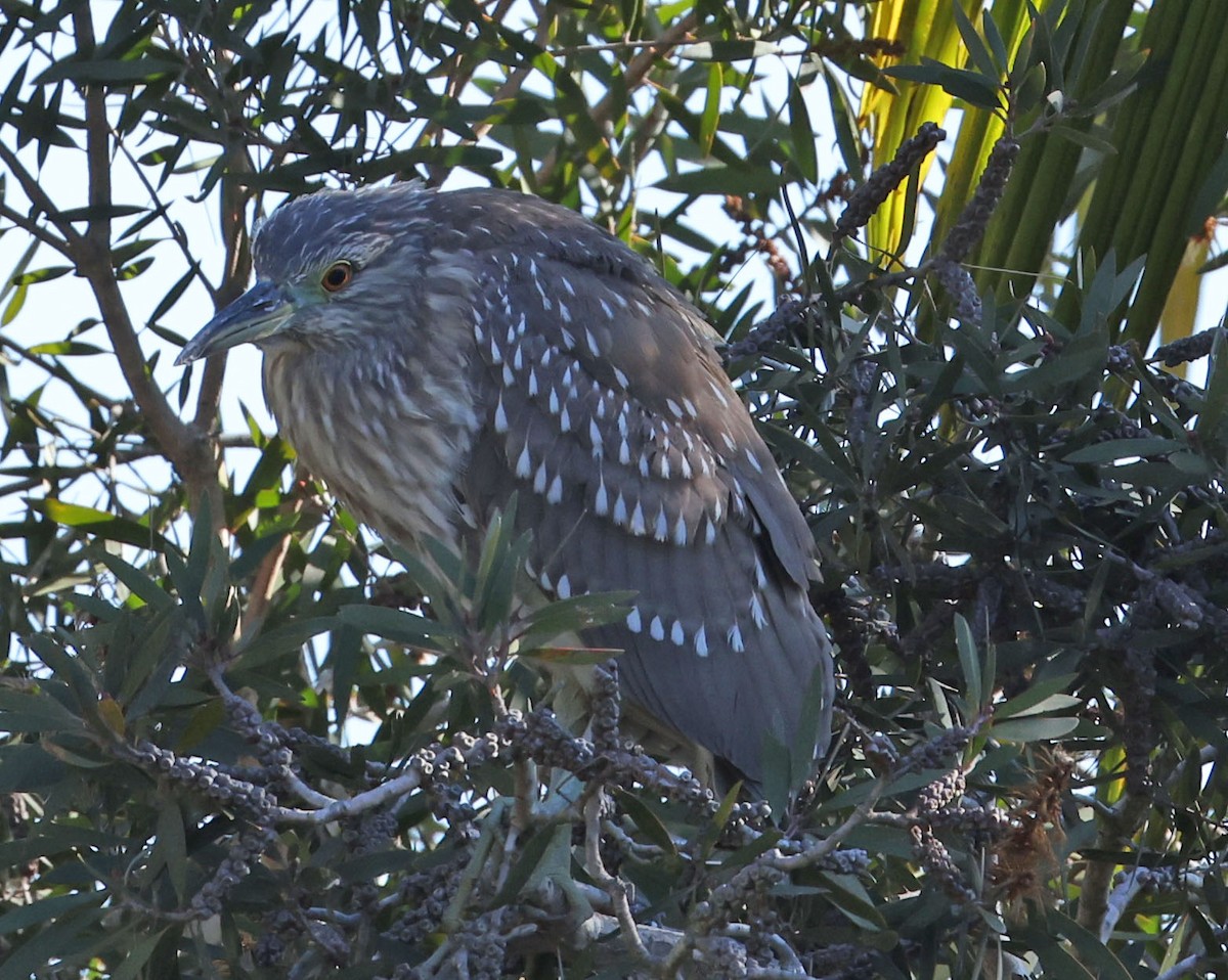 Nitticora - ML646491477