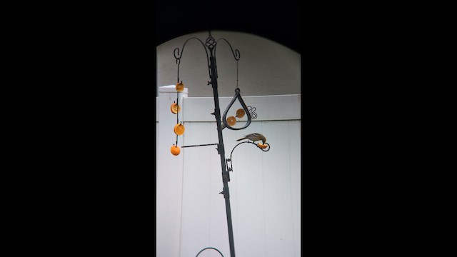 Белокрылый трупиал - ML646491481