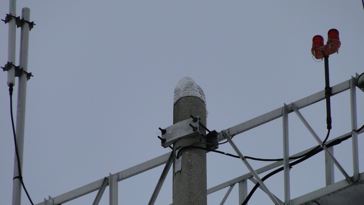 Snowy Owl - ML646491482