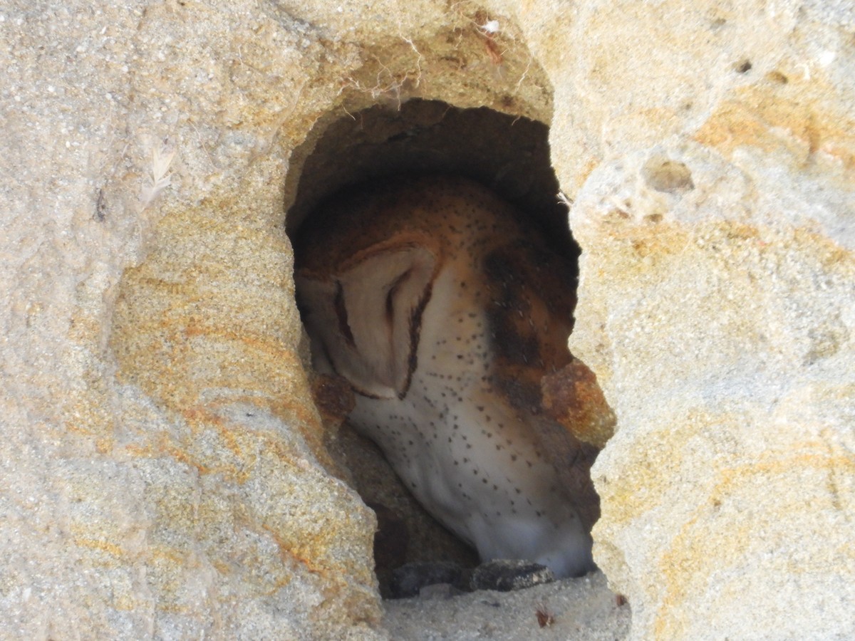 American Barn Owl - ML646491484