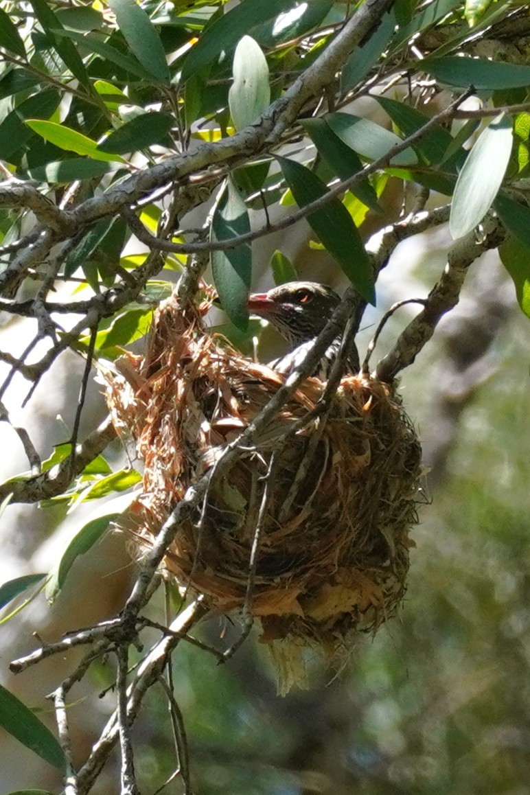 Olive-backed Oriole - ML646491497