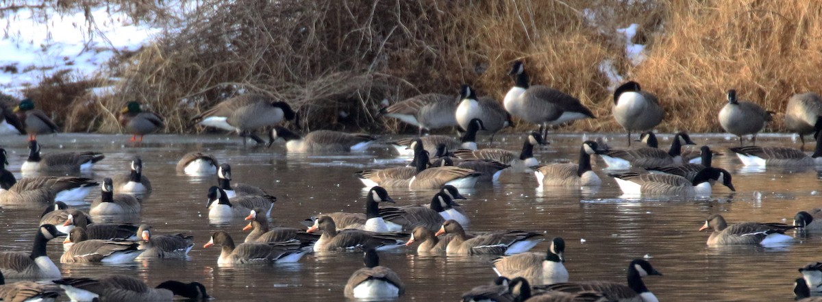Greater White-fronted Goose - ML646491498