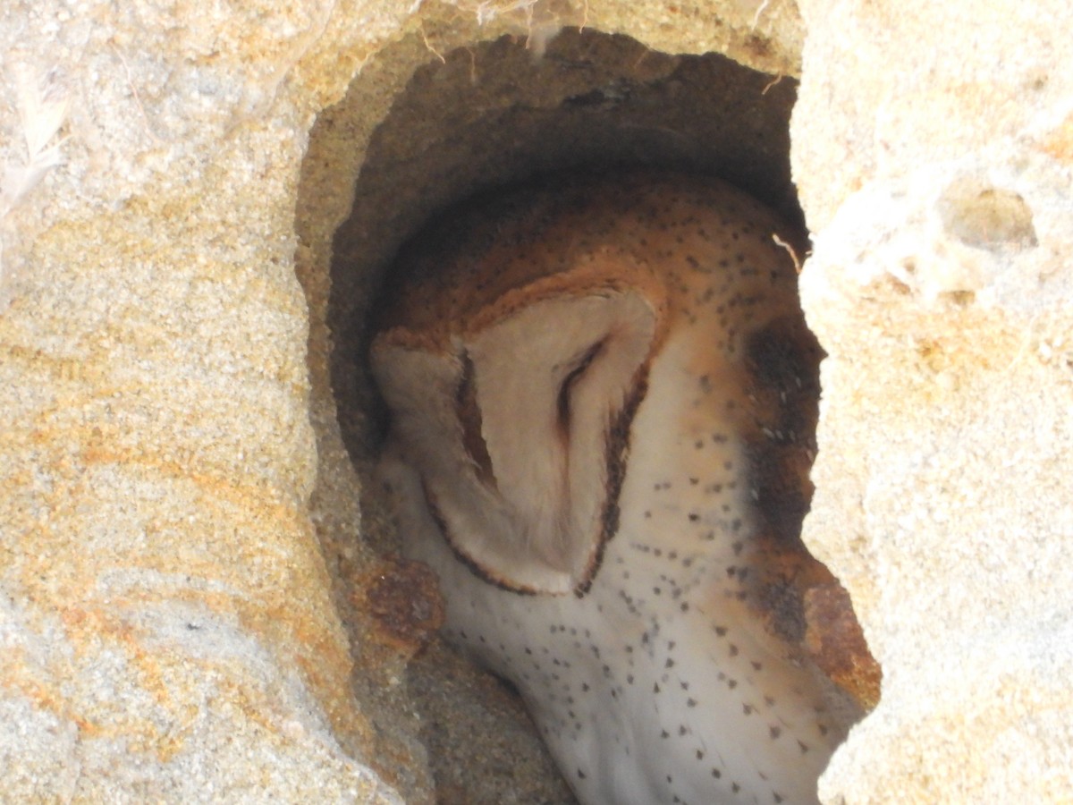 American Barn Owl - ML646491504