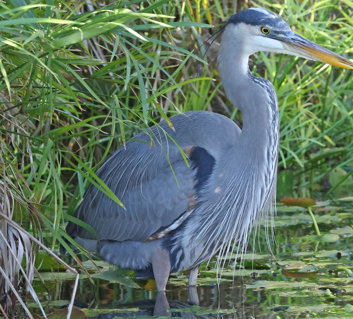 Great Blue Heron - ML646491505