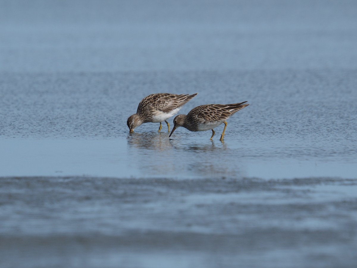 Дутыш - ML646491507