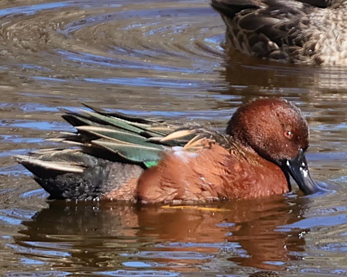 Zertzeta kanelakara - ML646491513