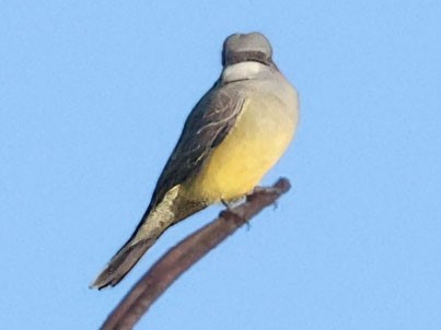 Cassin's Kingbird - ML646491520