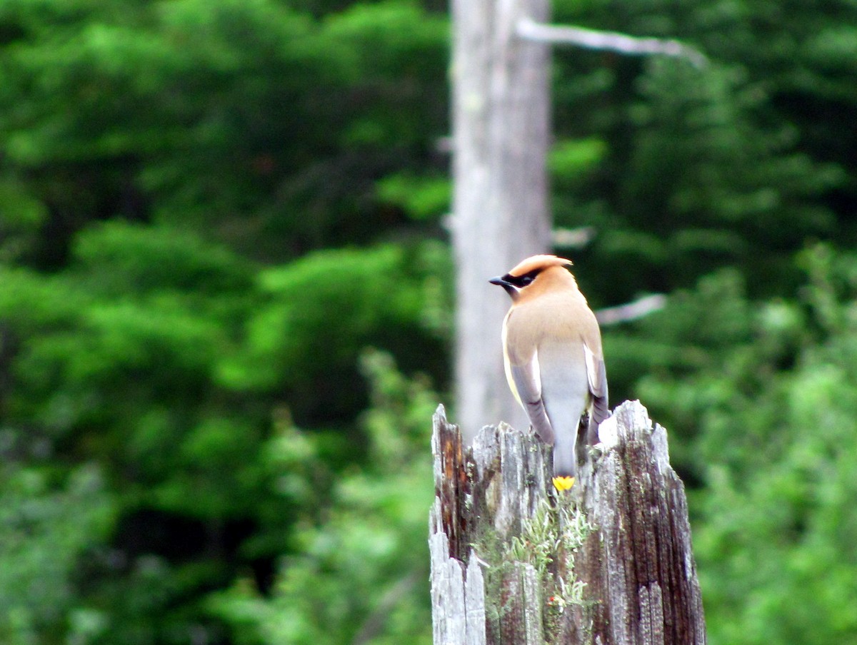 Cedar Waxwing - ML646491521
