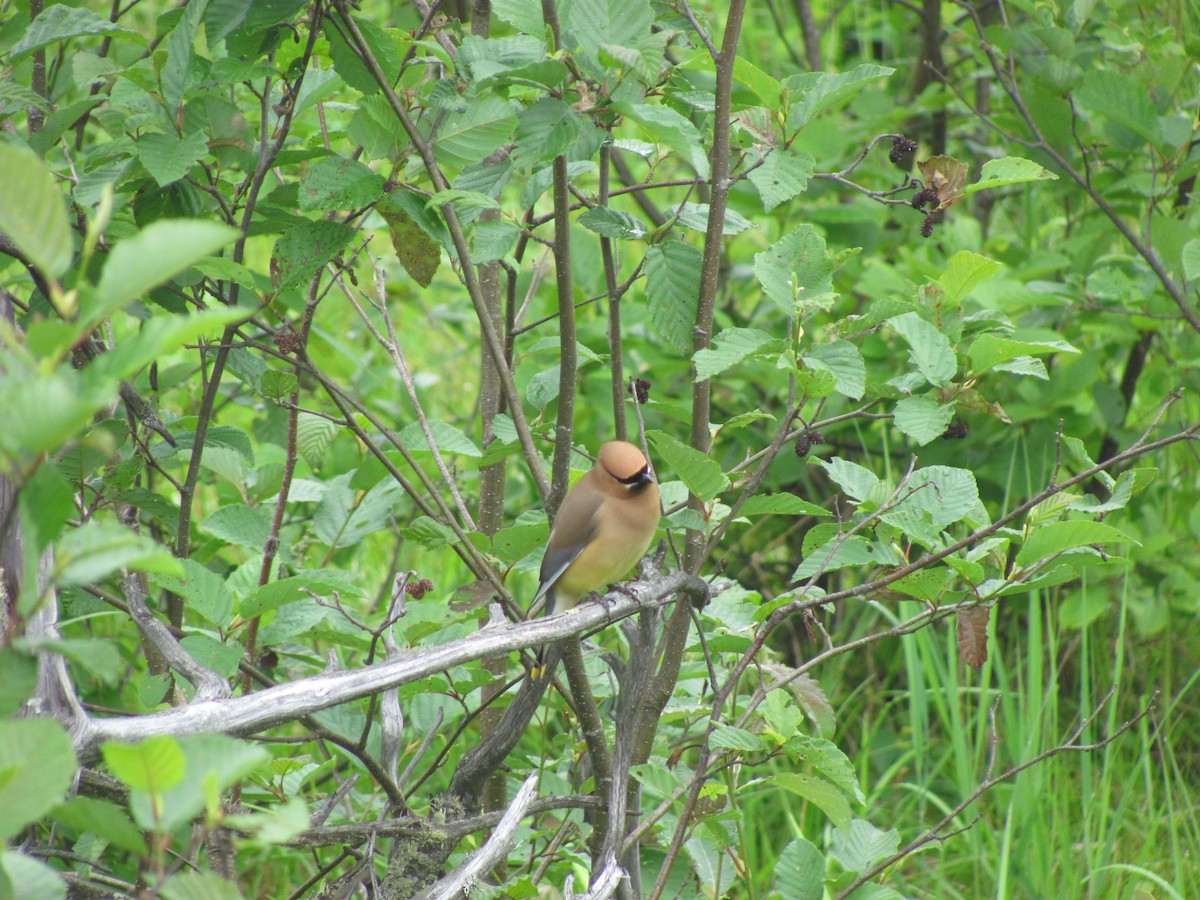 Cedar Waxwing - ML646491522