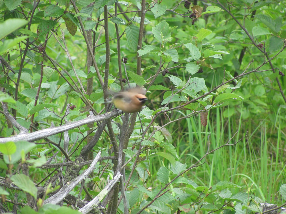 Cedar Waxwing - ML646491523