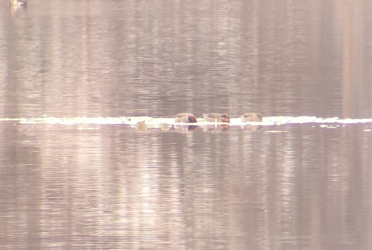 コガモ - ML646491524