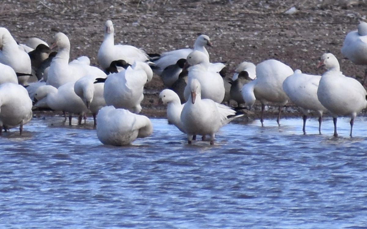 Ross's Goose - ML646491525
