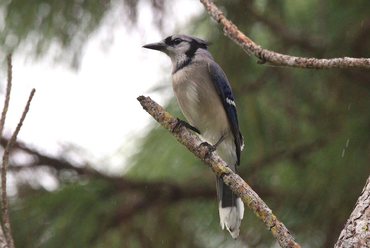 Blue Jay - ML646491527