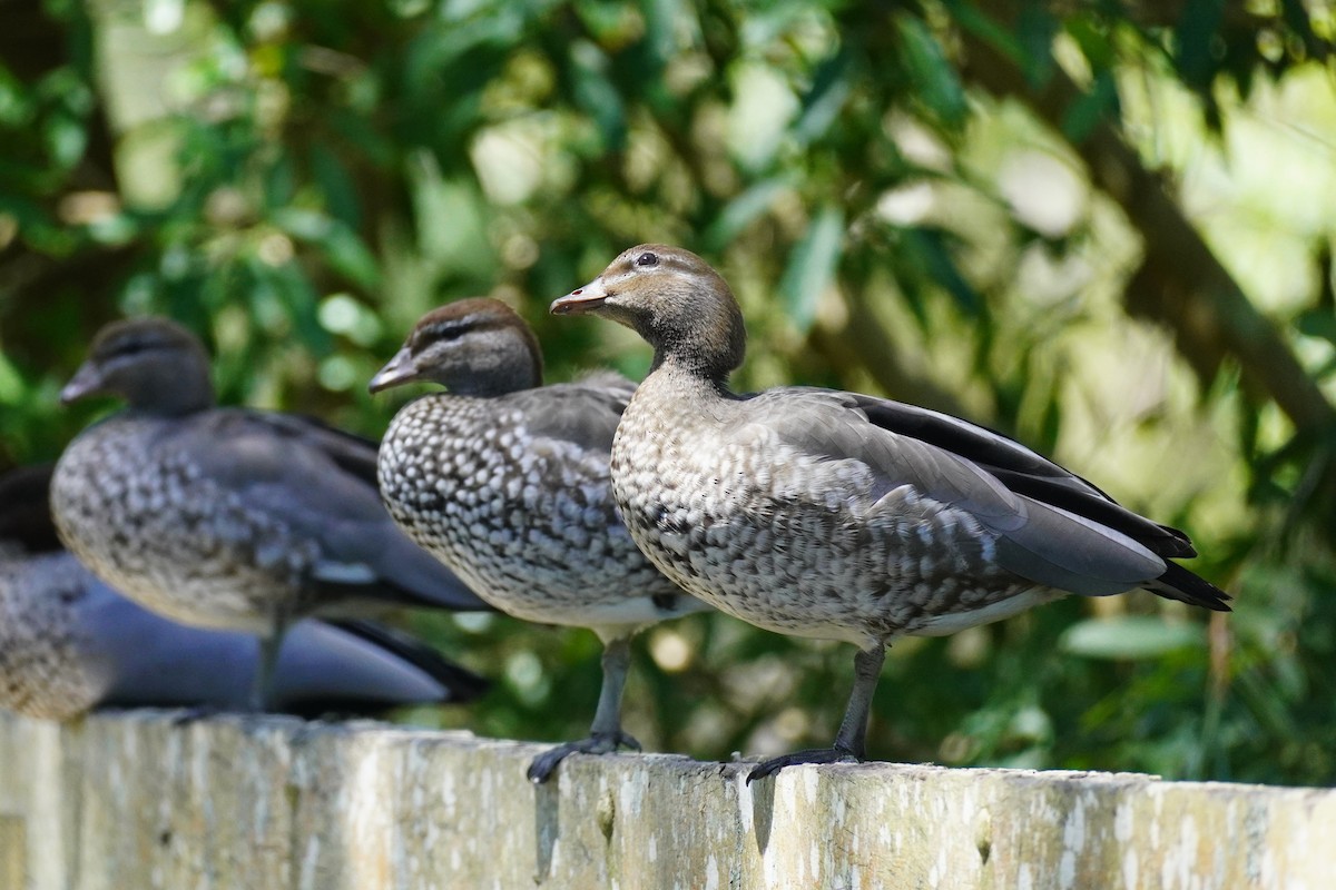 Maned Duck - ML646491528