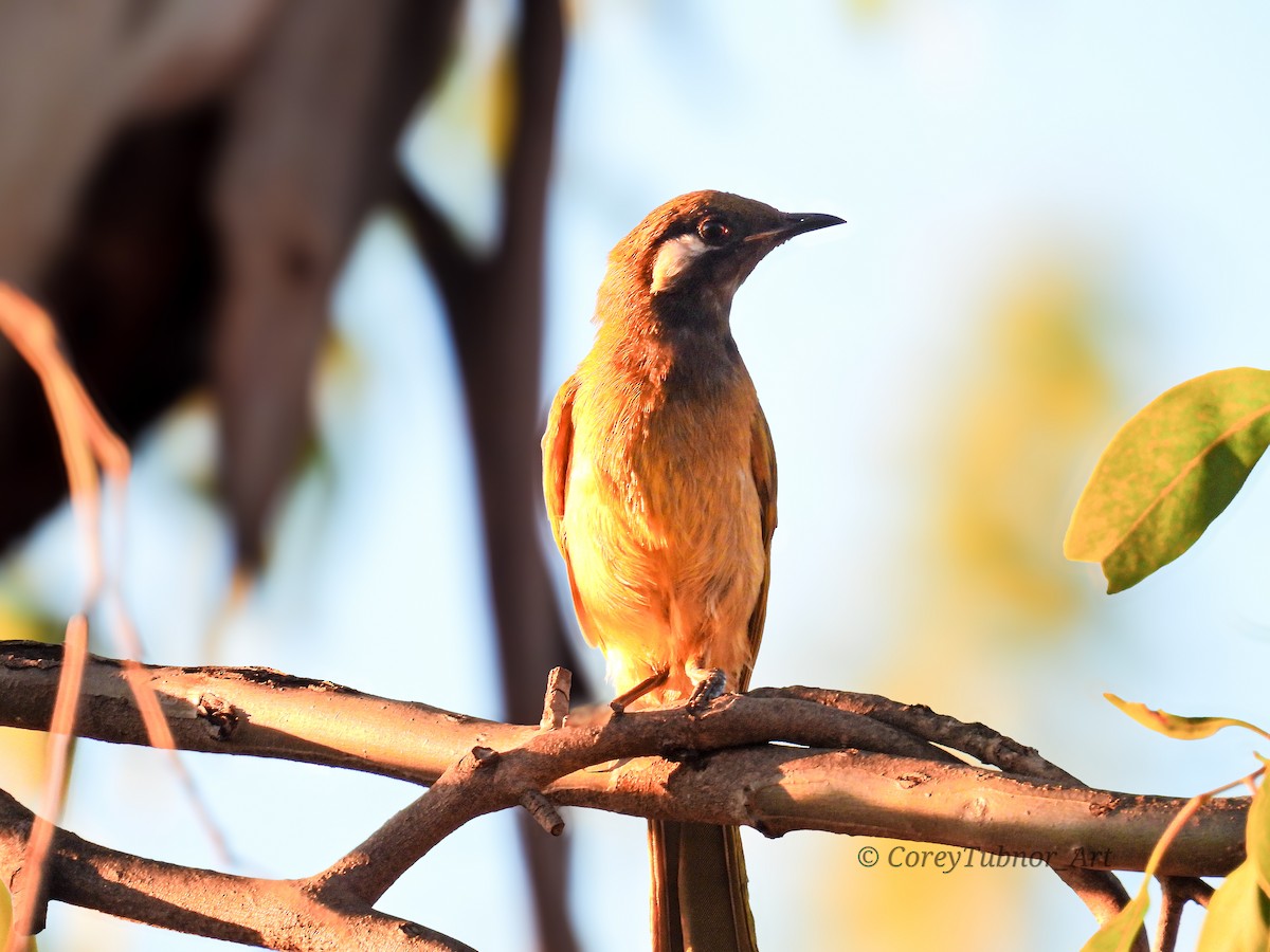 White-eared Honeyeater - ML646491531
