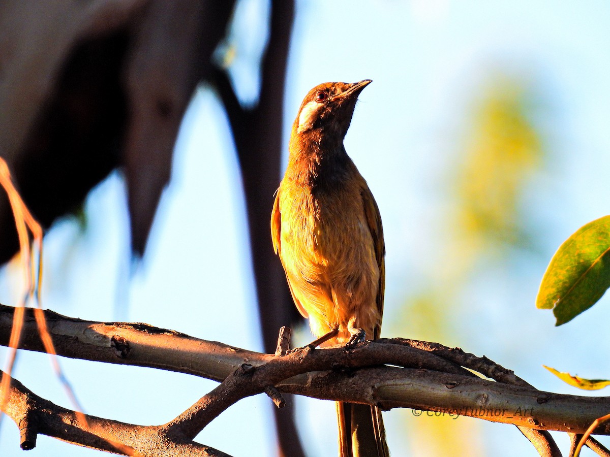 White-eared Honeyeater - ML646491532