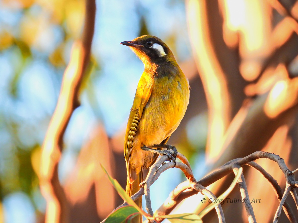 White-eared Honeyeater - ML646491533