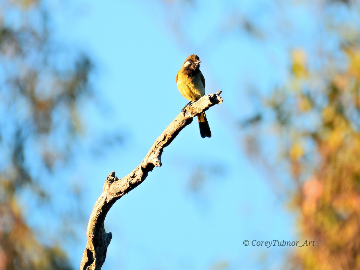 White-eared Honeyeater - ML646491534