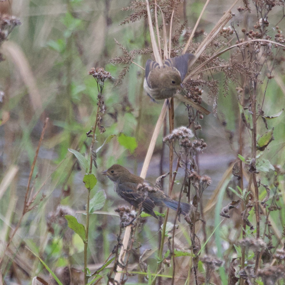 ルリノジコ - ML646491536