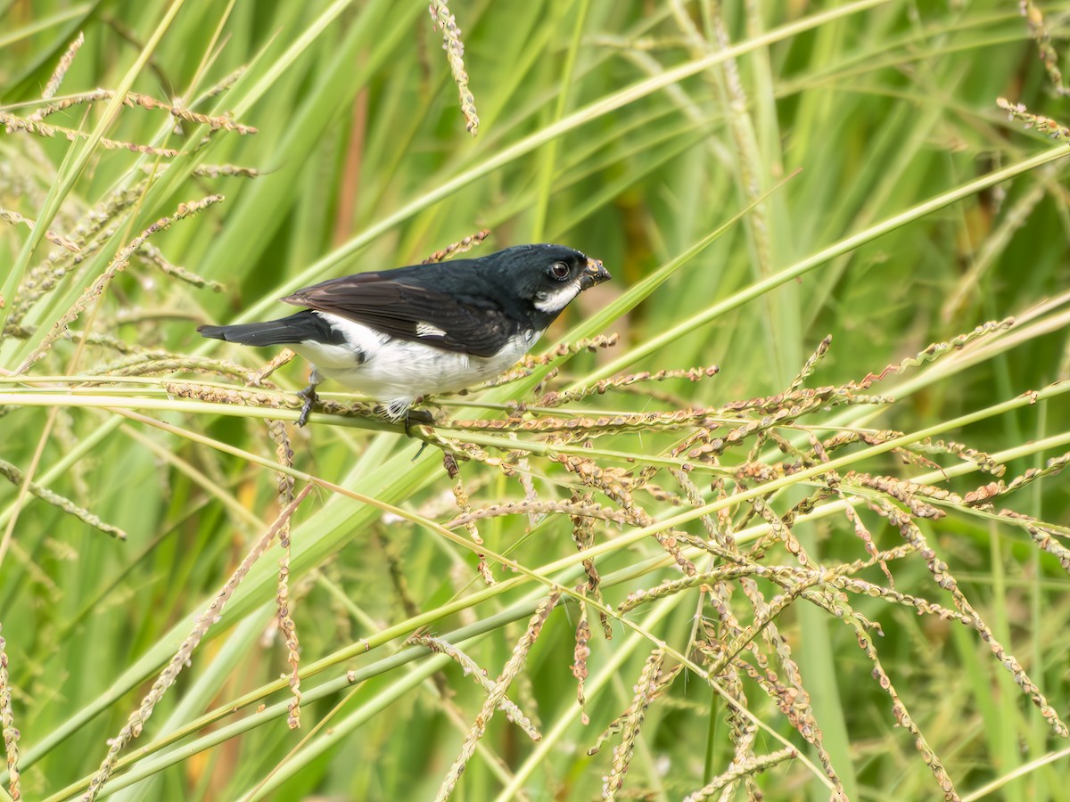 Lesson's Seedeater - ML646491539