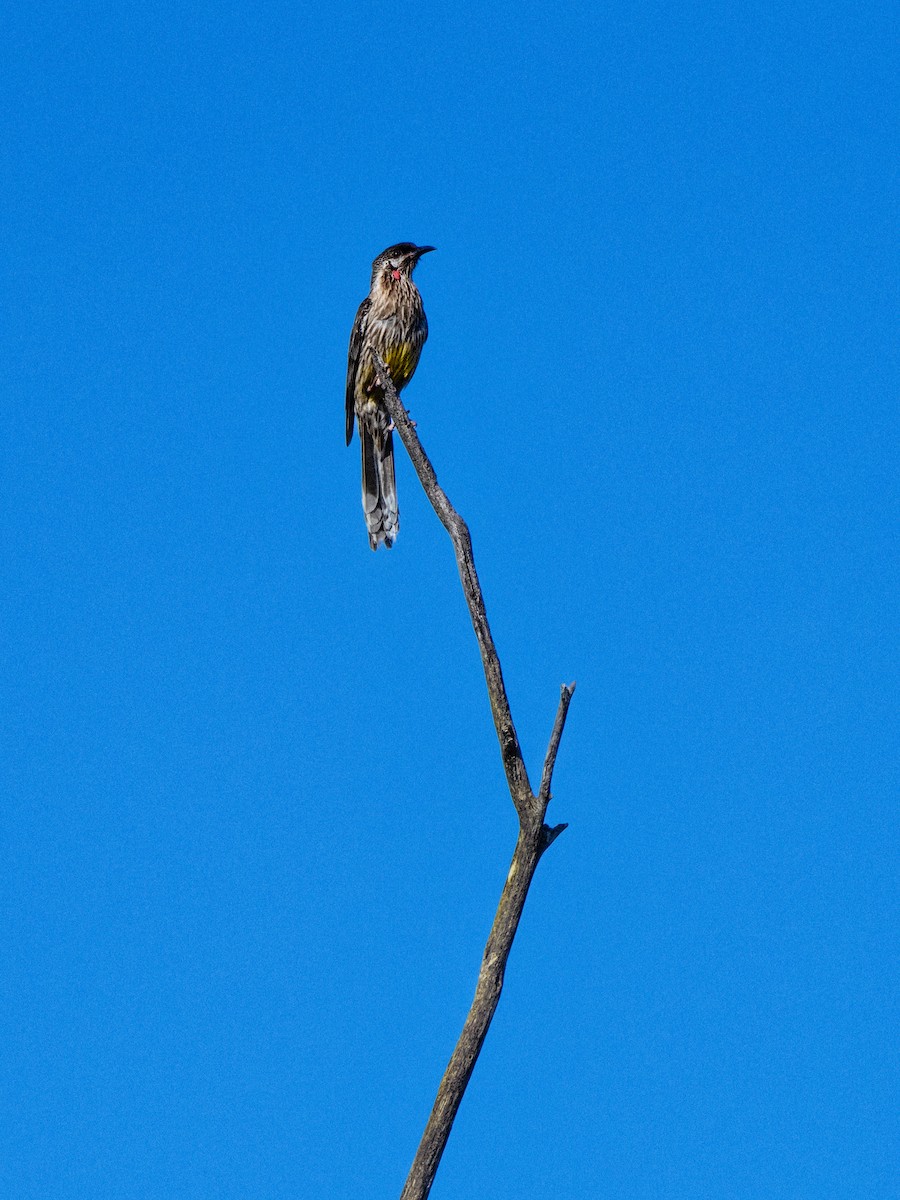 アカミミダレミツスイ - ML646491543