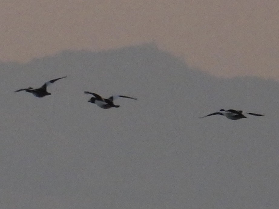 Common Goldeneye - ML646491545