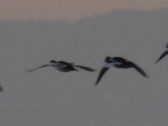 Common Goldeneye - ML646491546