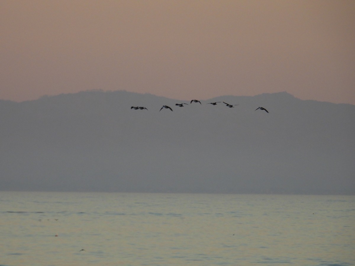 Common Goldeneye - ML646491547