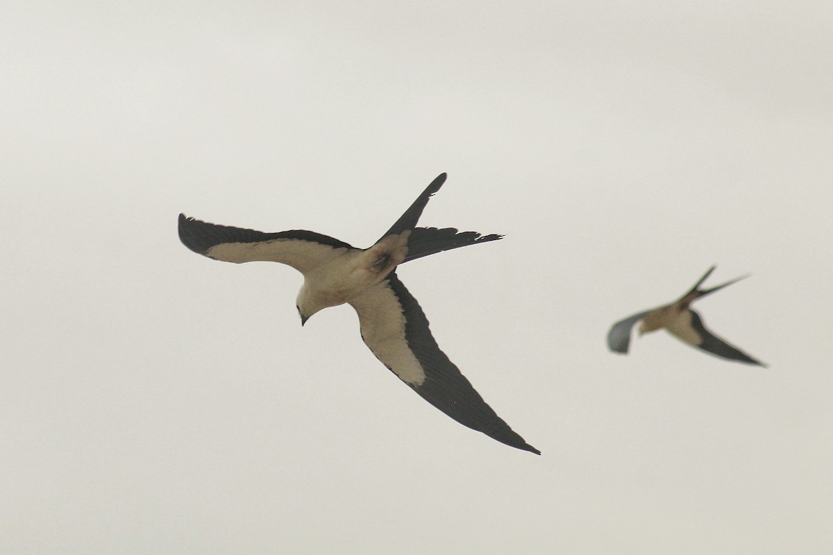 Swallow-tailed Kite - ML646491548