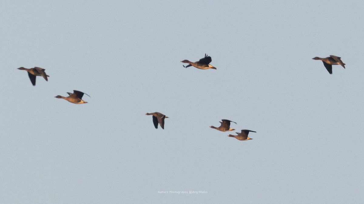 Lesser White-fronted Goose - ML646491549